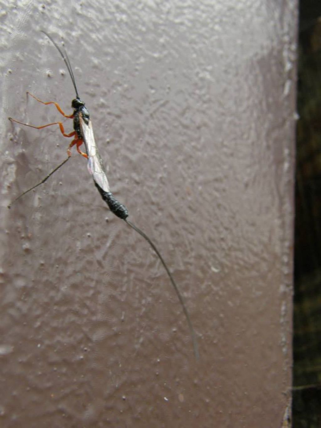 Ichneumonidae?